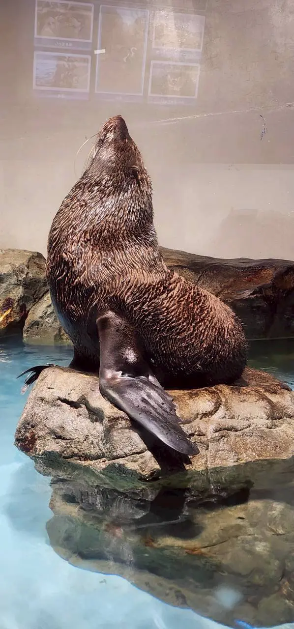 オットセイの写真